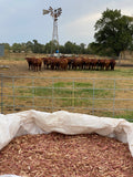 Cattle grazing in a field with a windmill and a pile of Cedar Barons Show Fiber in the foreground.