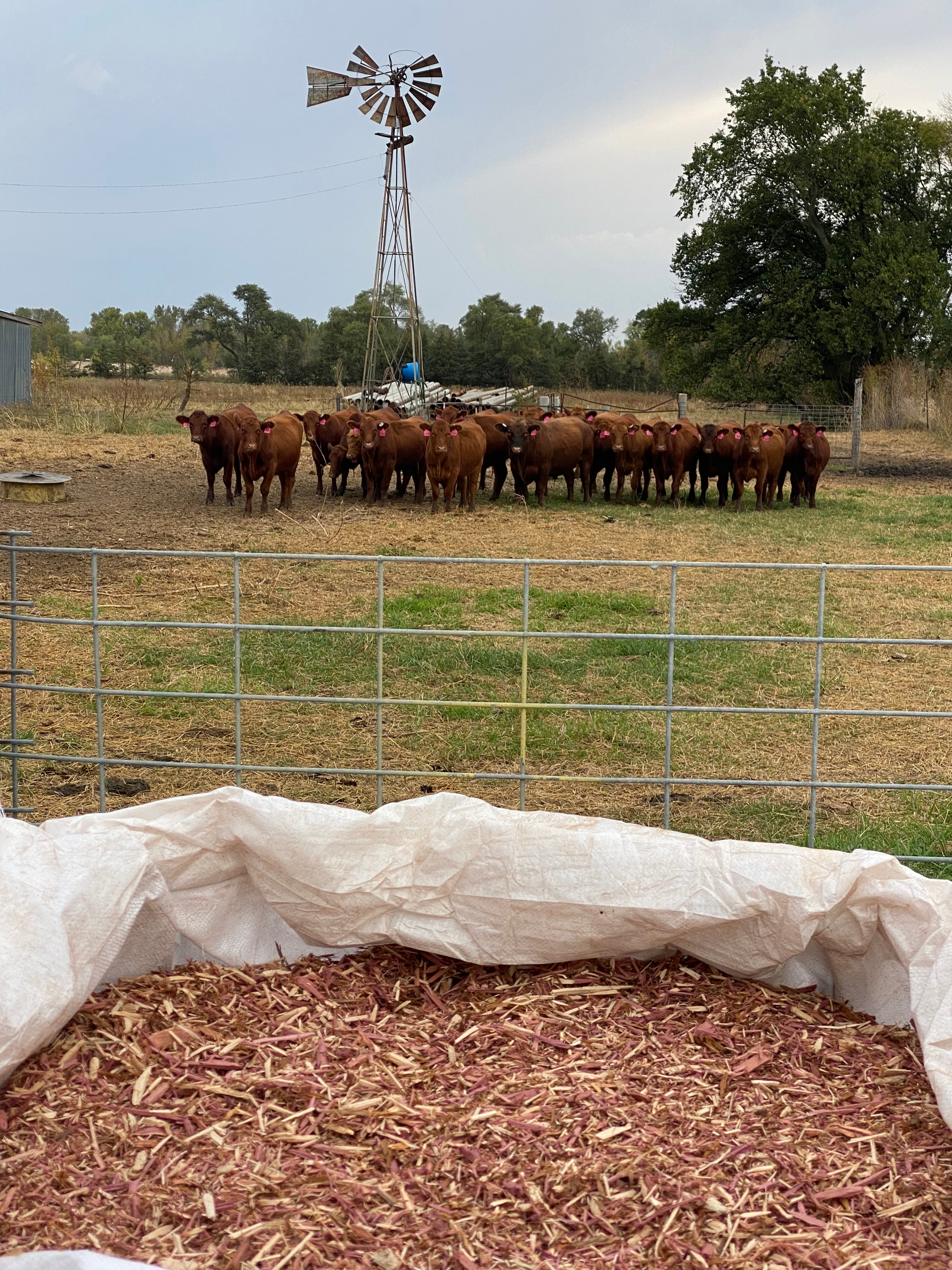 Cattle grazing in a field with a windmill and a pile of Cedar Barons Show Fiber in the foreground.