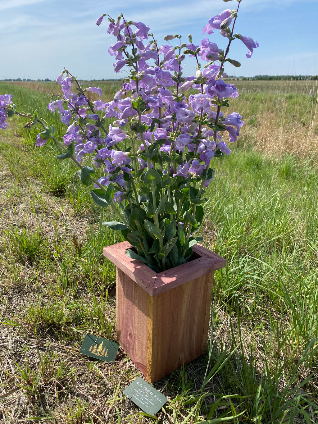 Handcrafted Eastern Red Cedar Planter 11” H x 8” W x 5” opening