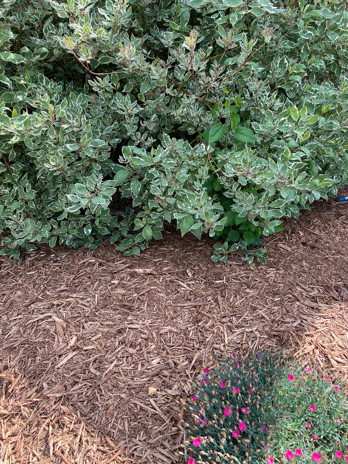 $50/Yard Cedar Mulch Natural Brown