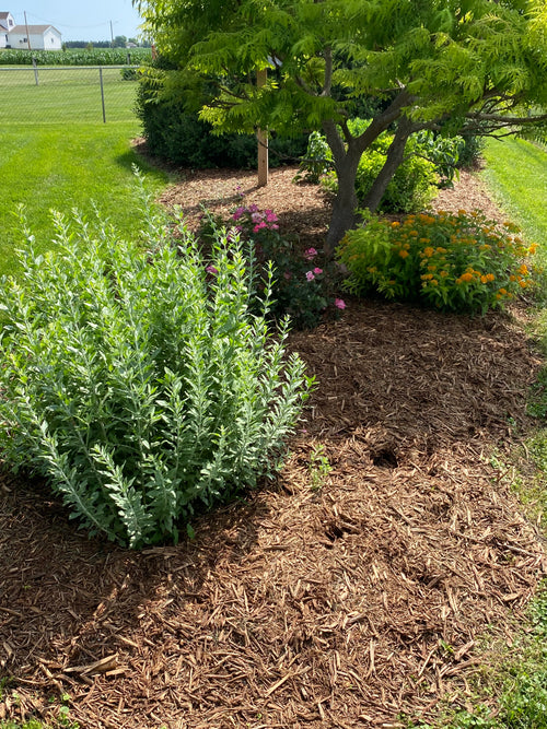 $50/Yard Cedar Mulch Natural Brown
